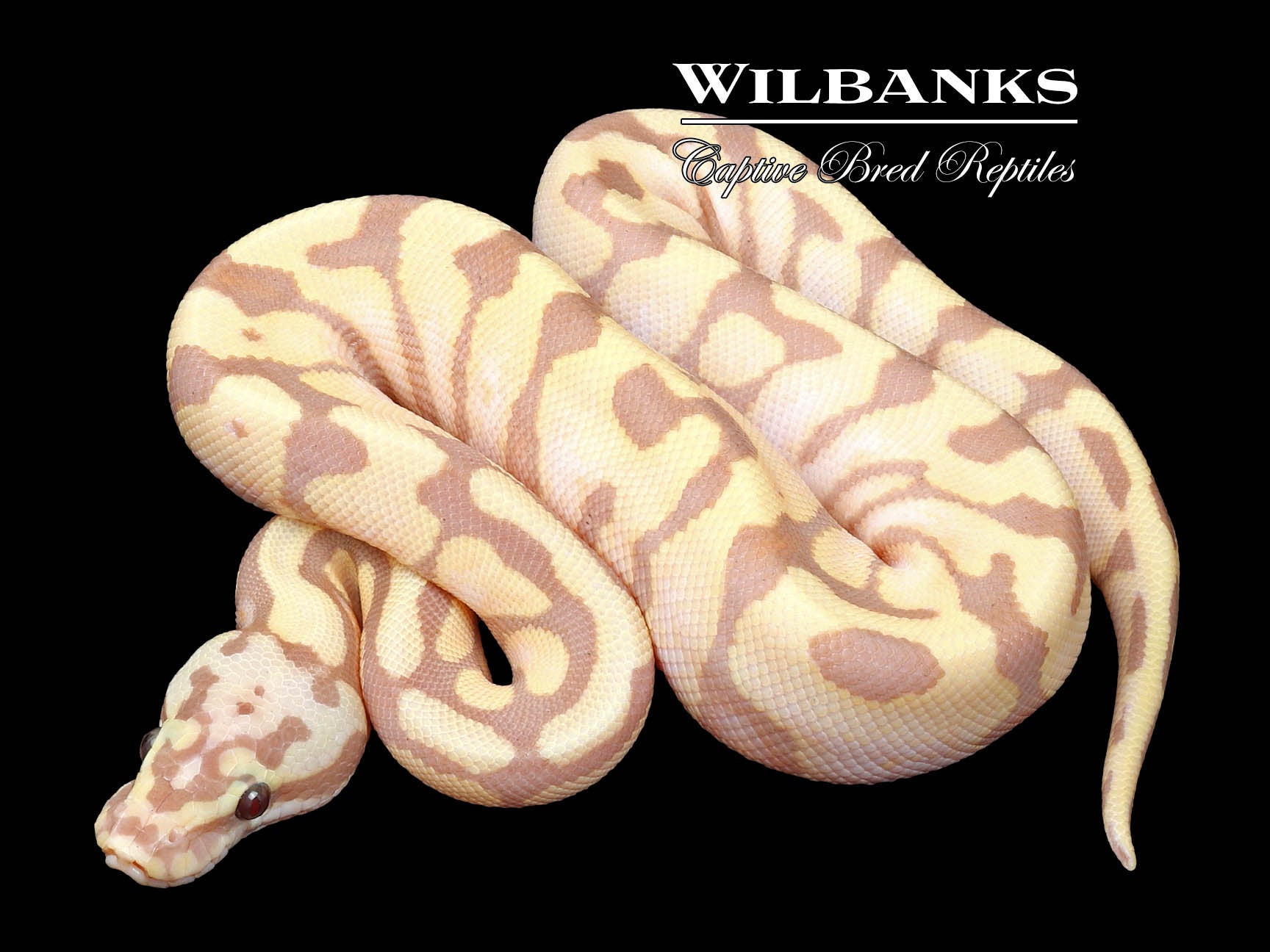 Queen Pin Ball Python Enchi Queen Bee Ball Python