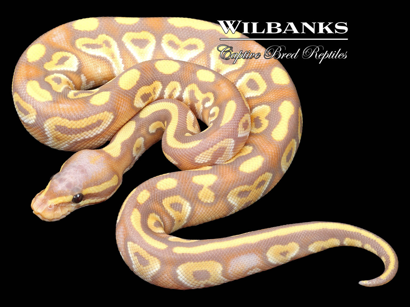 Mojave Banana 100% Het. Clown Ball Python ♀ '23
