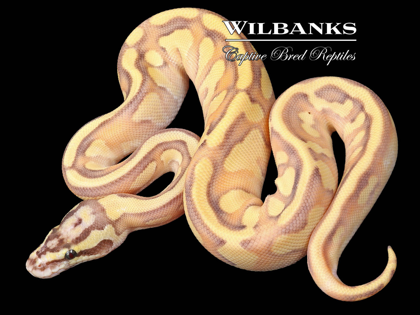 ButterFly Yellow Belly Enchi Ball Python ♀ '23