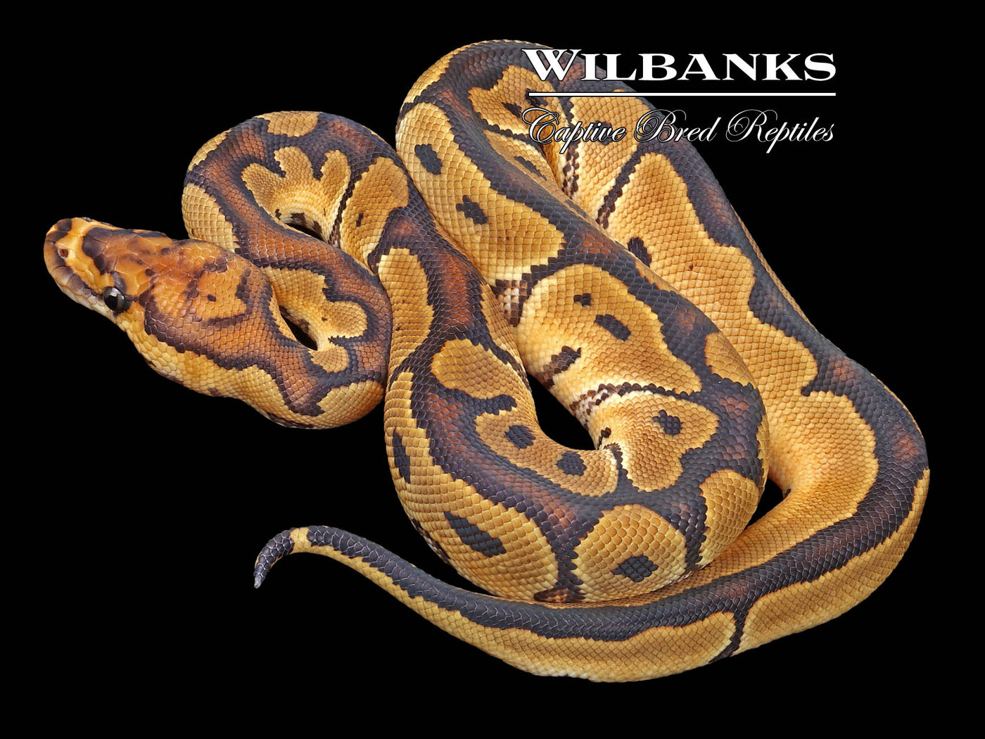 Clown 100% Het. Desert Ghost Ball Python ♂ '23