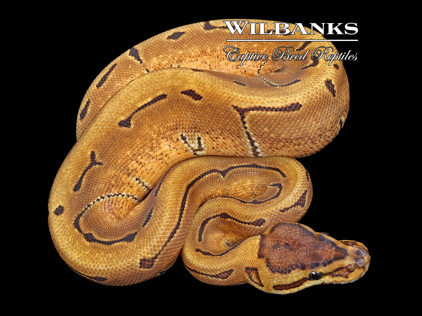 Enchi Pinstripe Ball Python ♀ '23