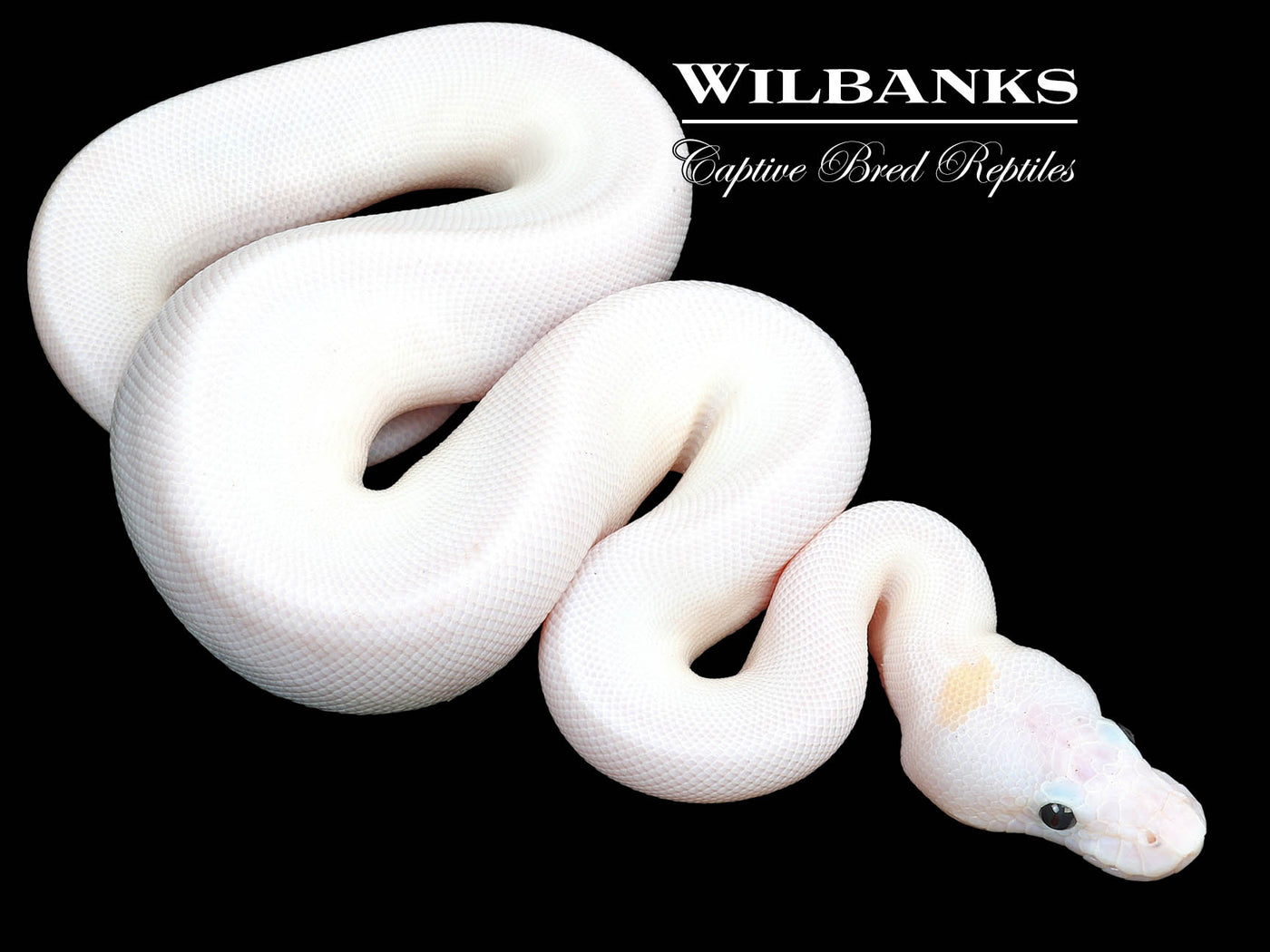 Super Fire Ball Python ♀ '23