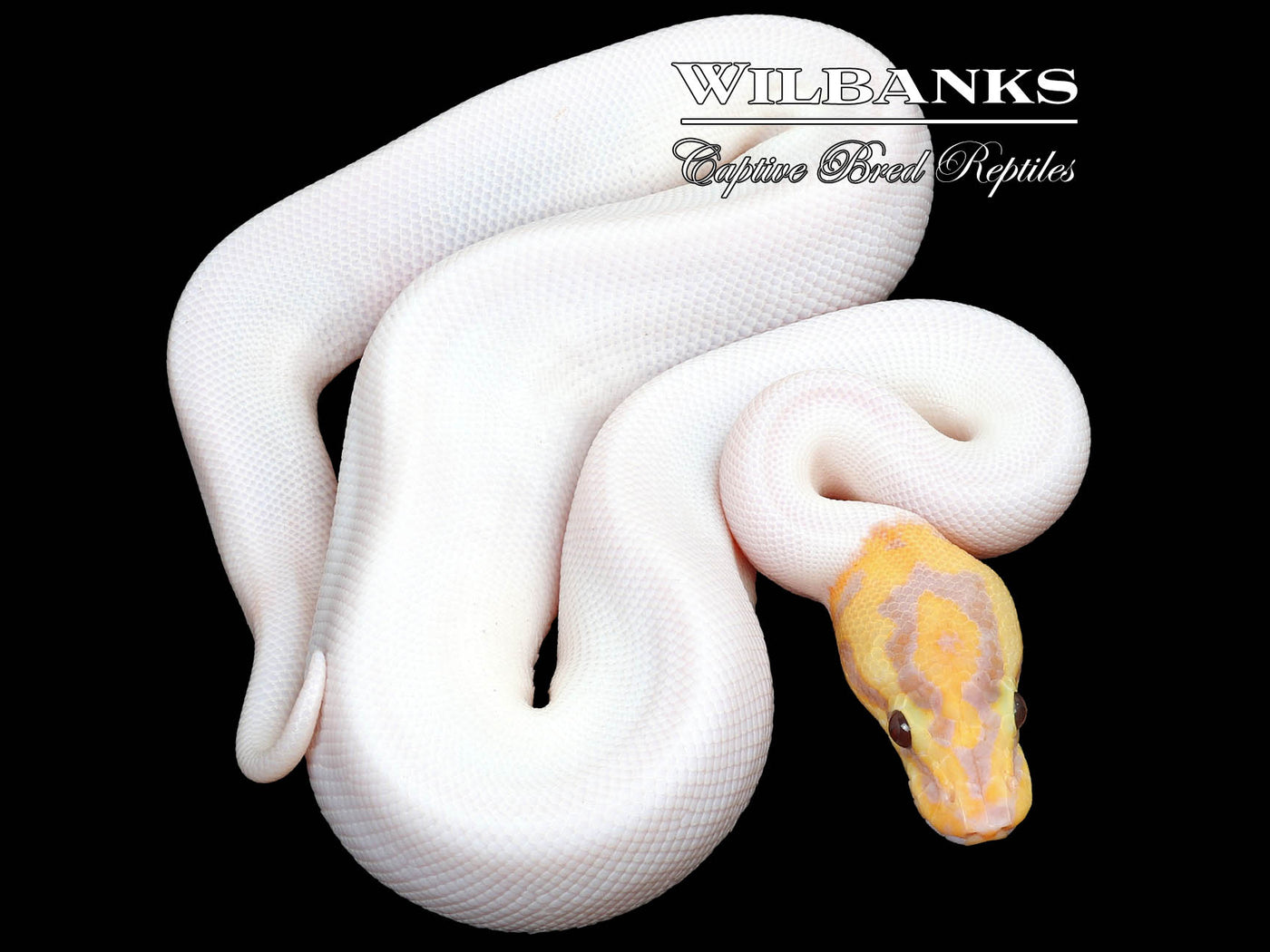 Banana Spied Ball Python ♂ '23