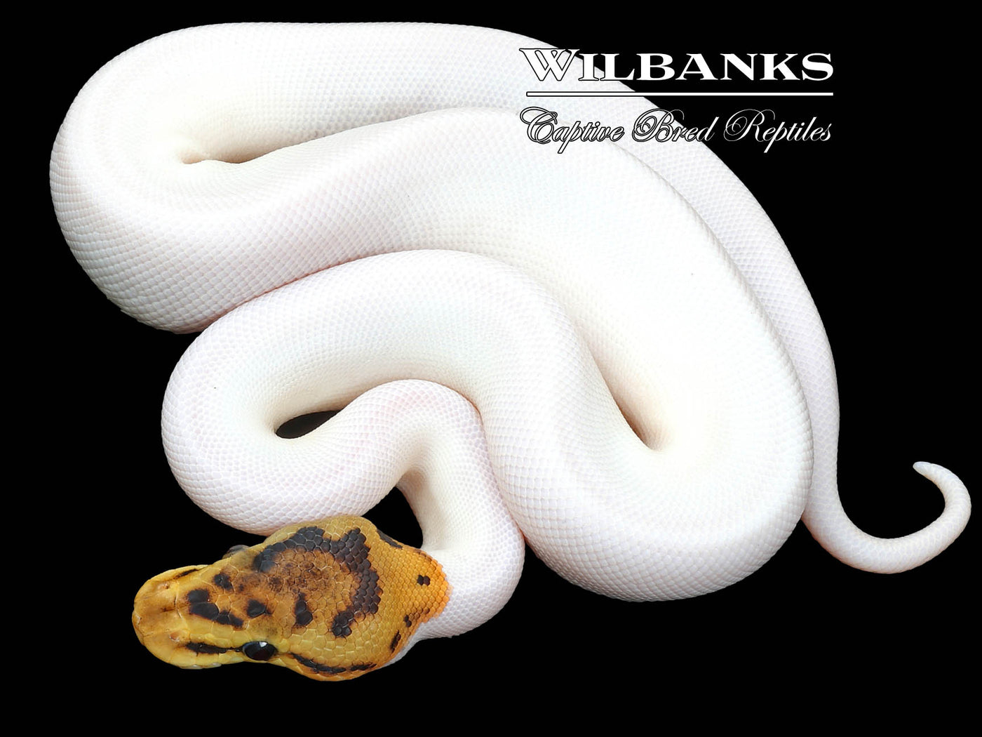 Spied Ball Python ♀ '23