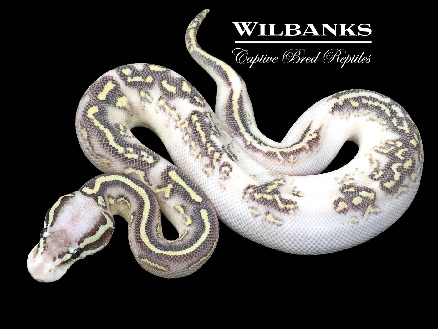 Butter Phantom Ball Python Butter Ball Python