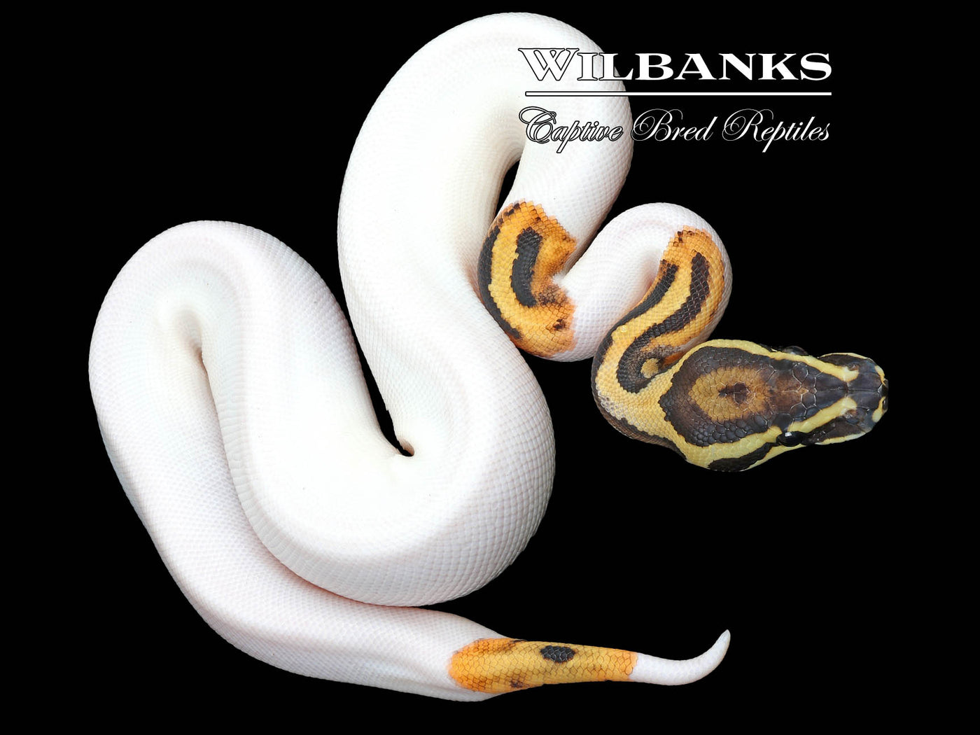 Fire Pied Ball Python ♂ '23