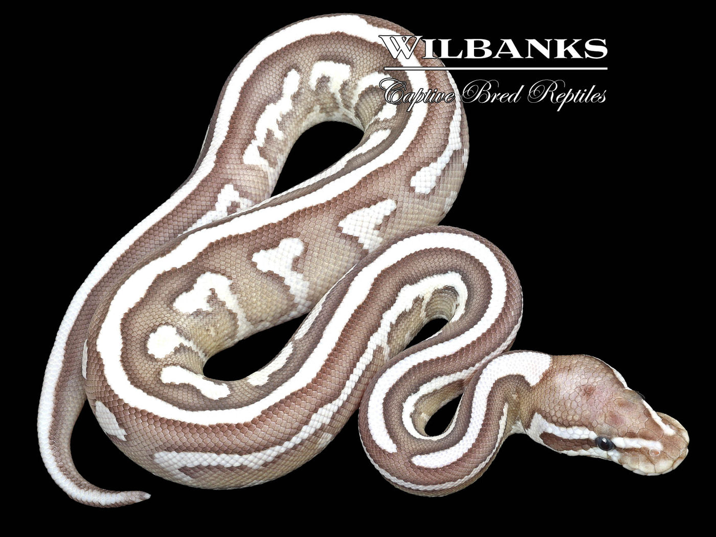Leopard Axanthic (VPI) Lesser Ball Python ♂ '23