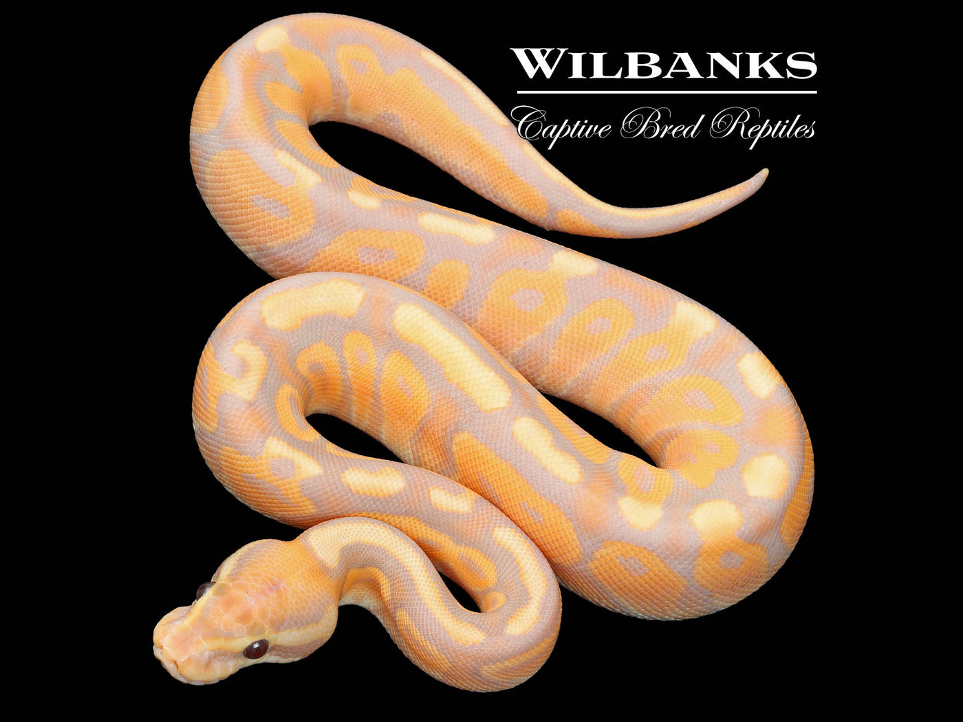 Banana Cinnamon Enchi Ball Python ♀ '23