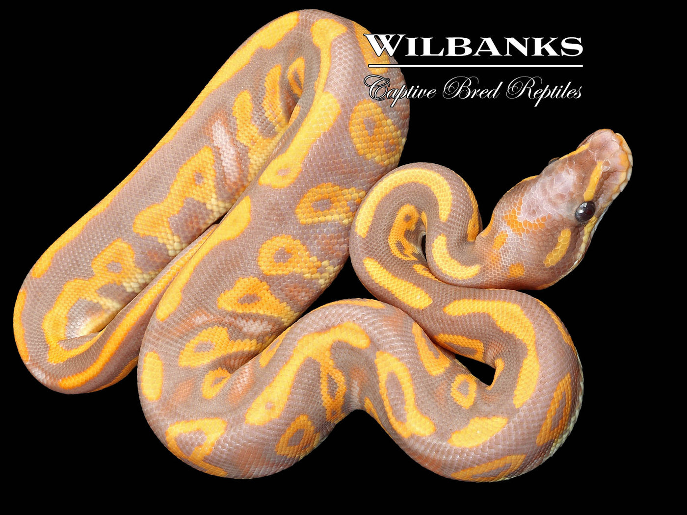 Banana Blackhead Leopard Ball Python ♂ '23