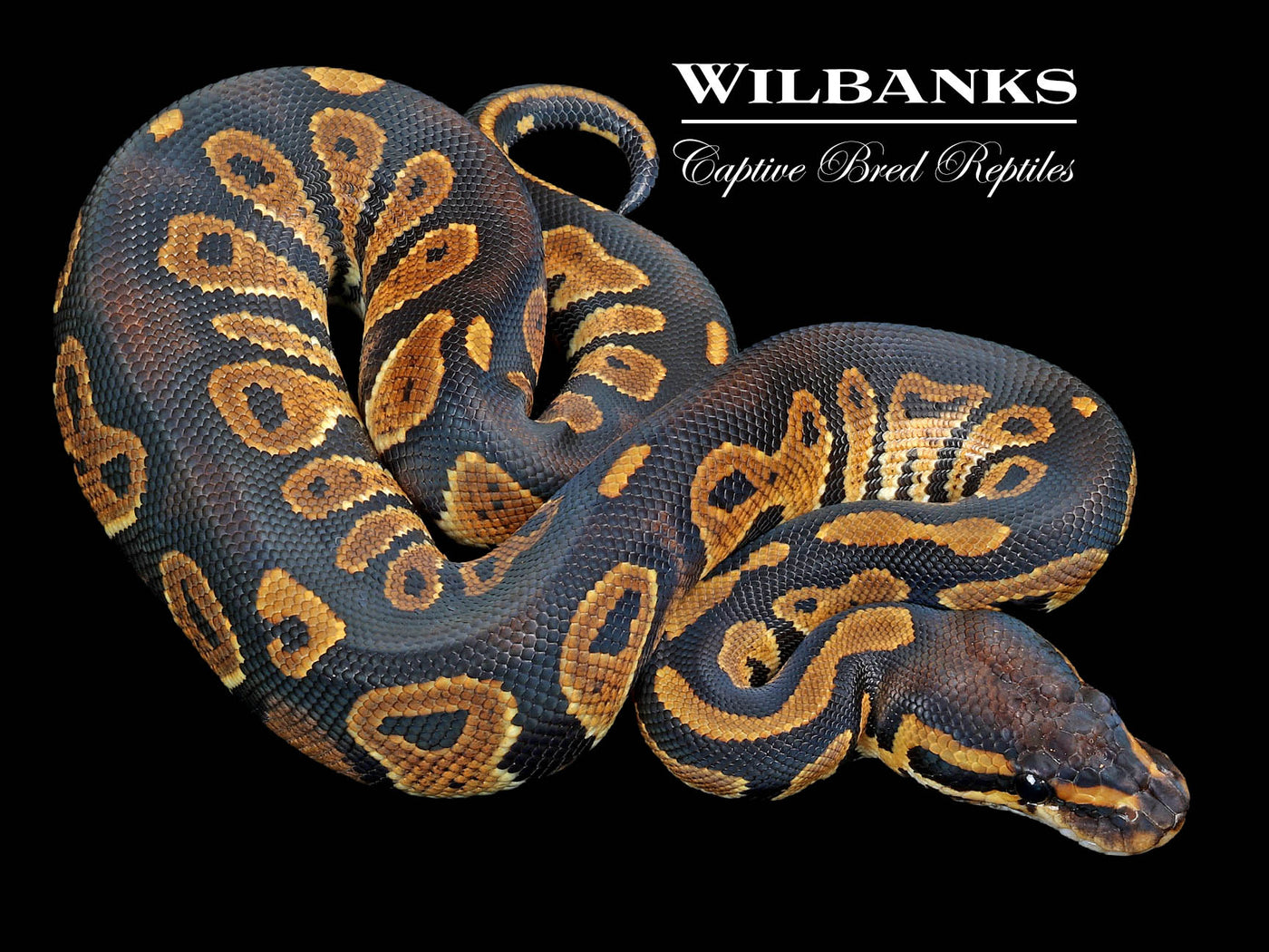 Blackhead 100% Het. Clown Ball Python ♂ '23