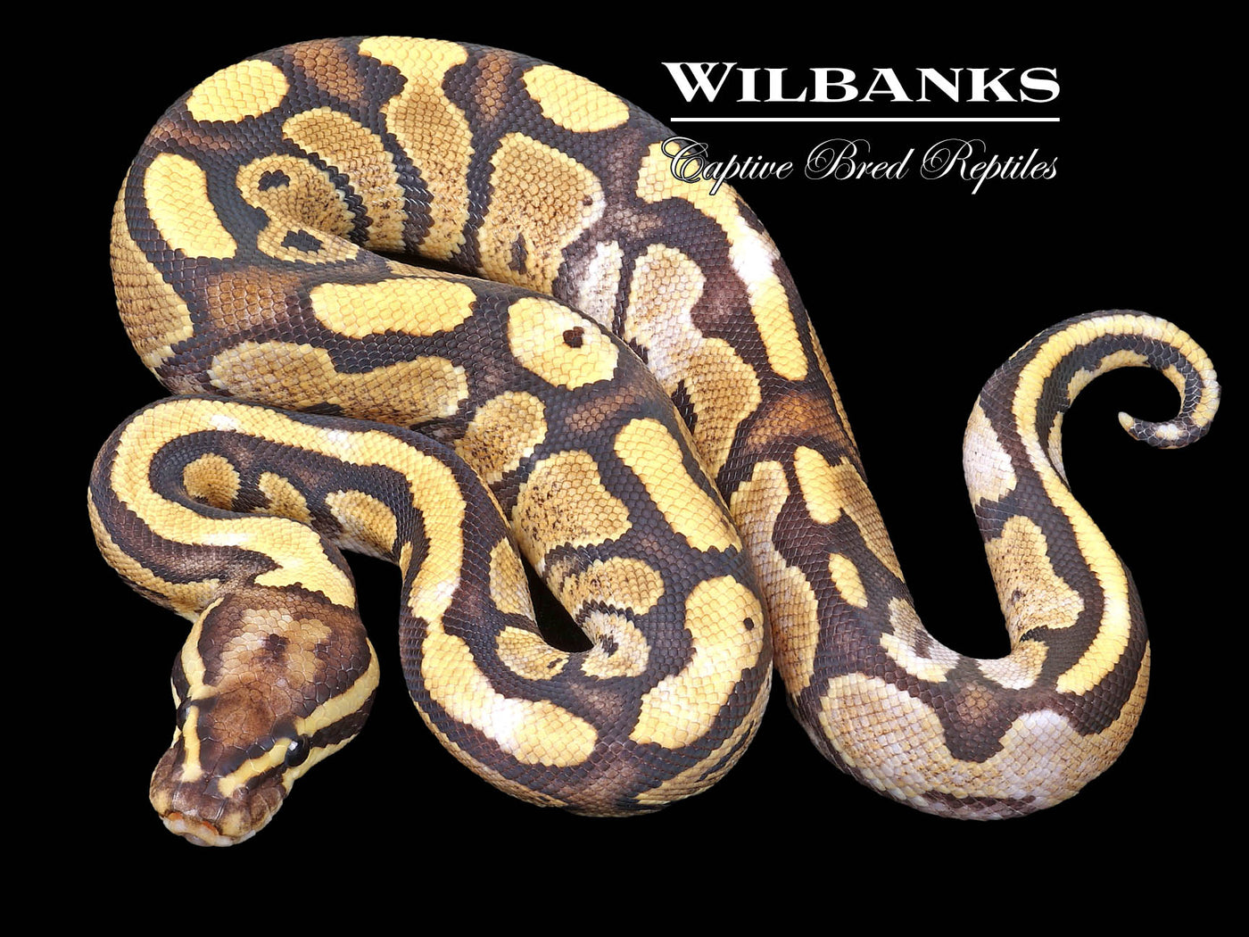 Paradox Fire 100% Het, Axanthic (VPI) Ball Python ♂ '23