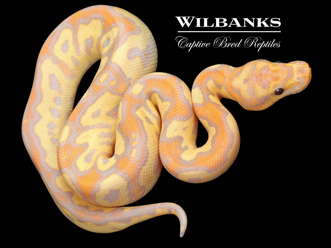 Banana Clown Ball Python