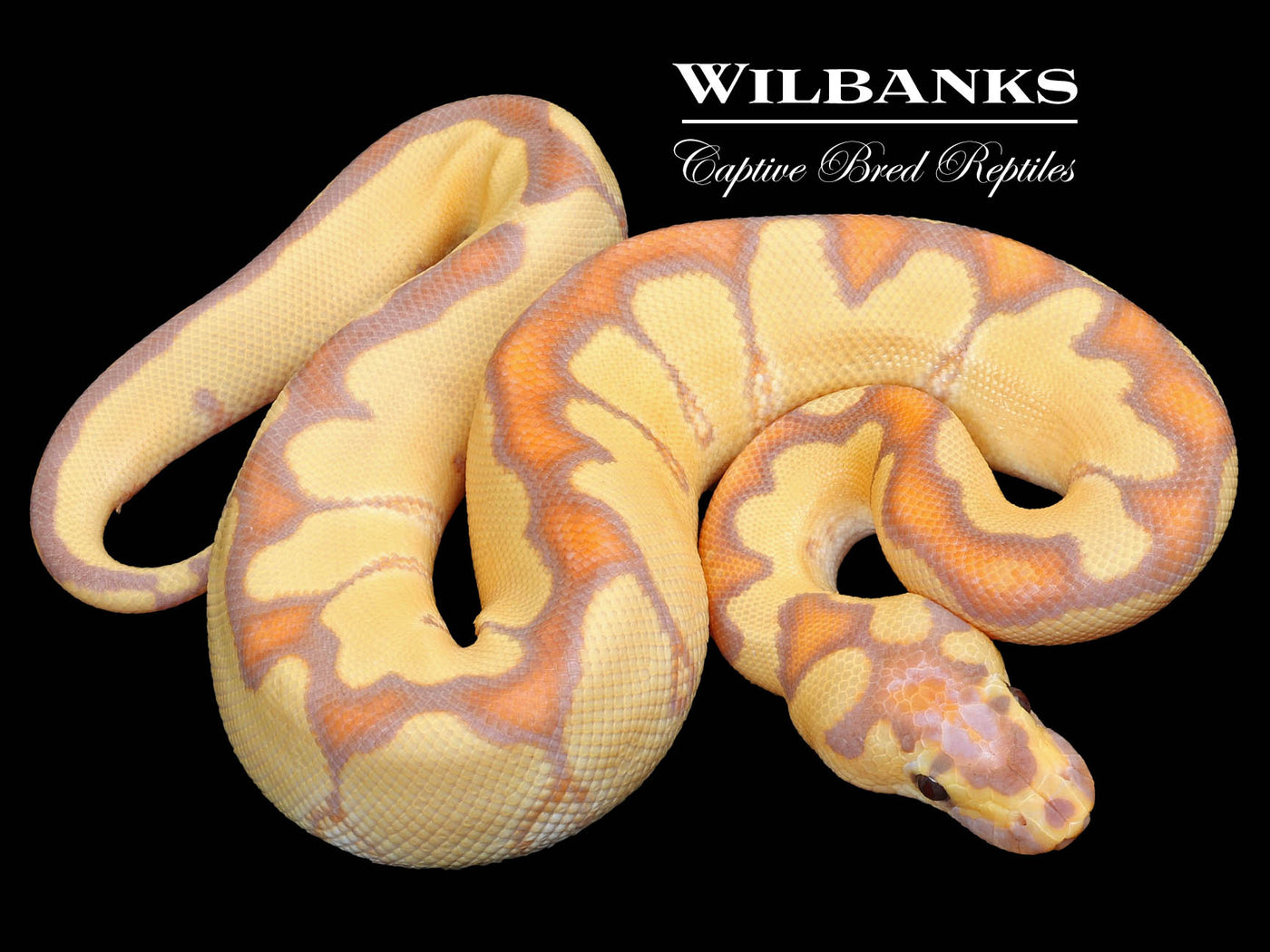 Enchi Clown Ball Python