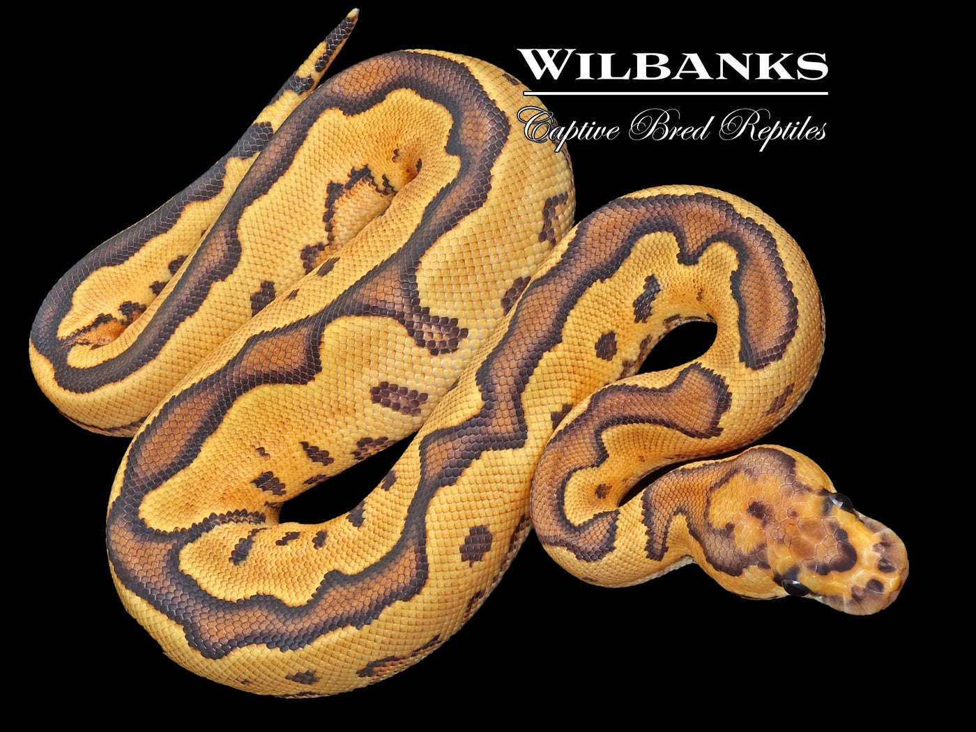 Fire Sugar Yellow Belly Clown Ball Python ♀ '23