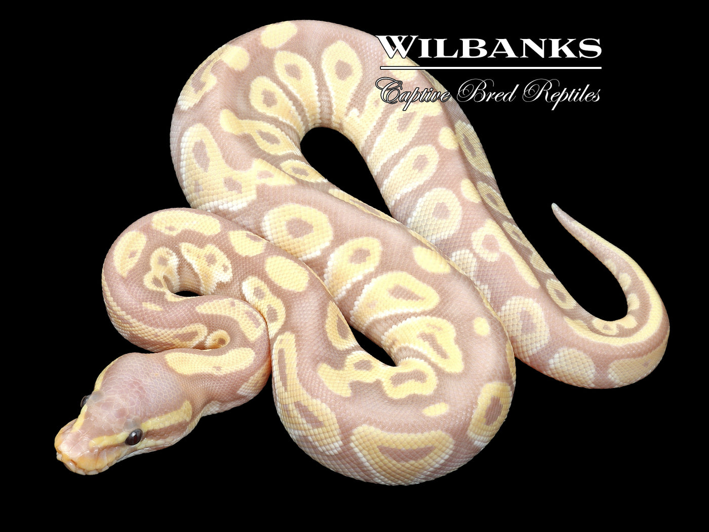 Banana Mojave Ball Python ♂ '23