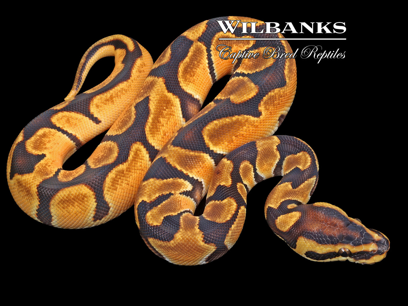 Orange Dream 100% Het. Pied Ball Python ♂ '23