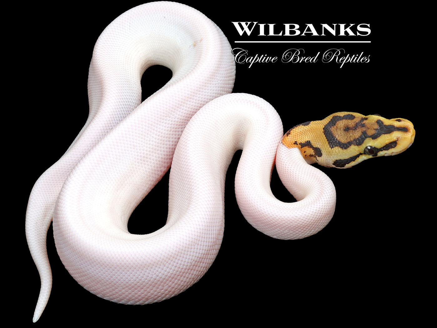 Spied Ball Python ♂ '23