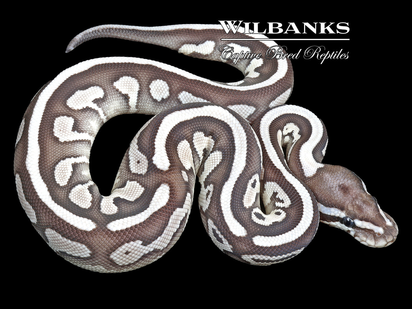 Leopard Axanthic (VPI) Lesser Ball Python ♀ '23