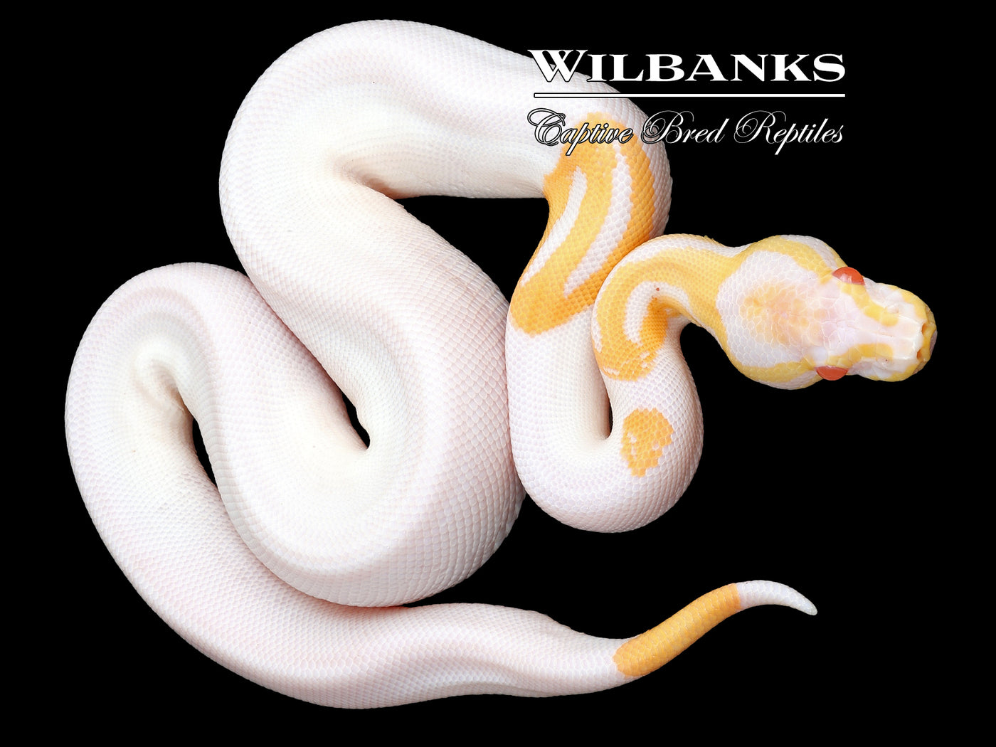 Albino Pied Ball Python ♂ '23