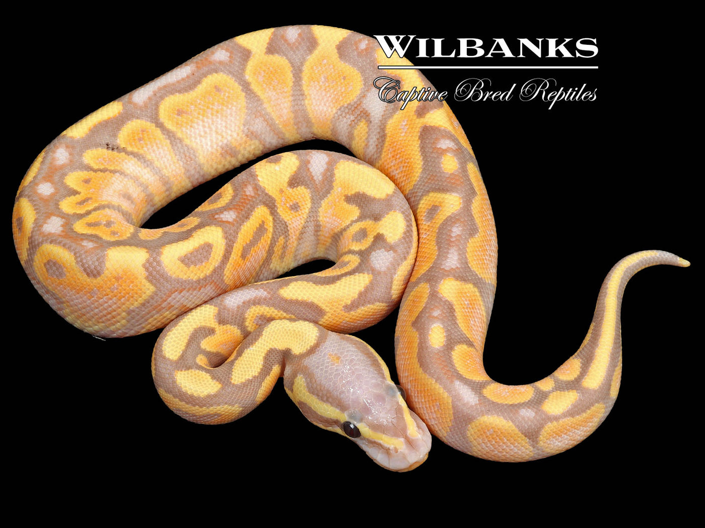 Banana Yellow Belly Ball Python ♂ '23