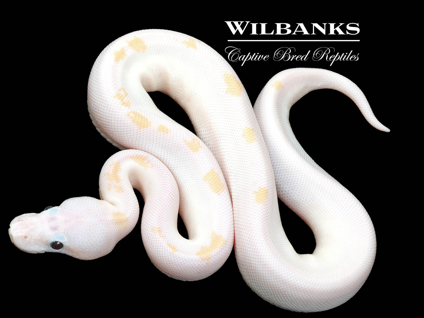 Super Fire Ball Python ♀ '23