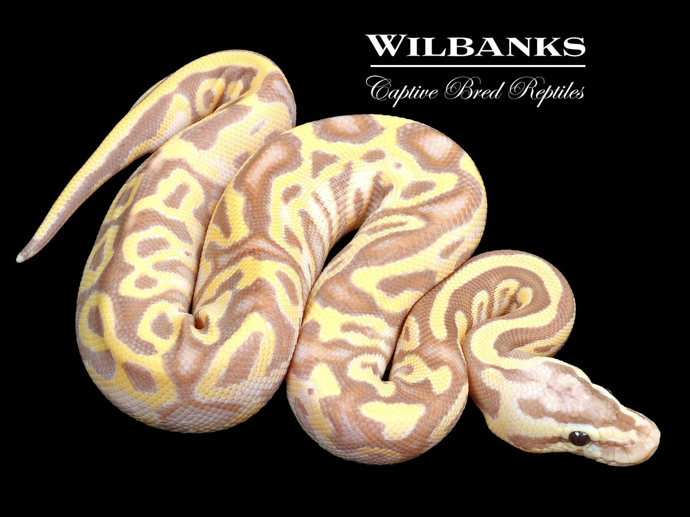 Banana Pastel Leopard Yellow Belly Ball Python ♂ '23