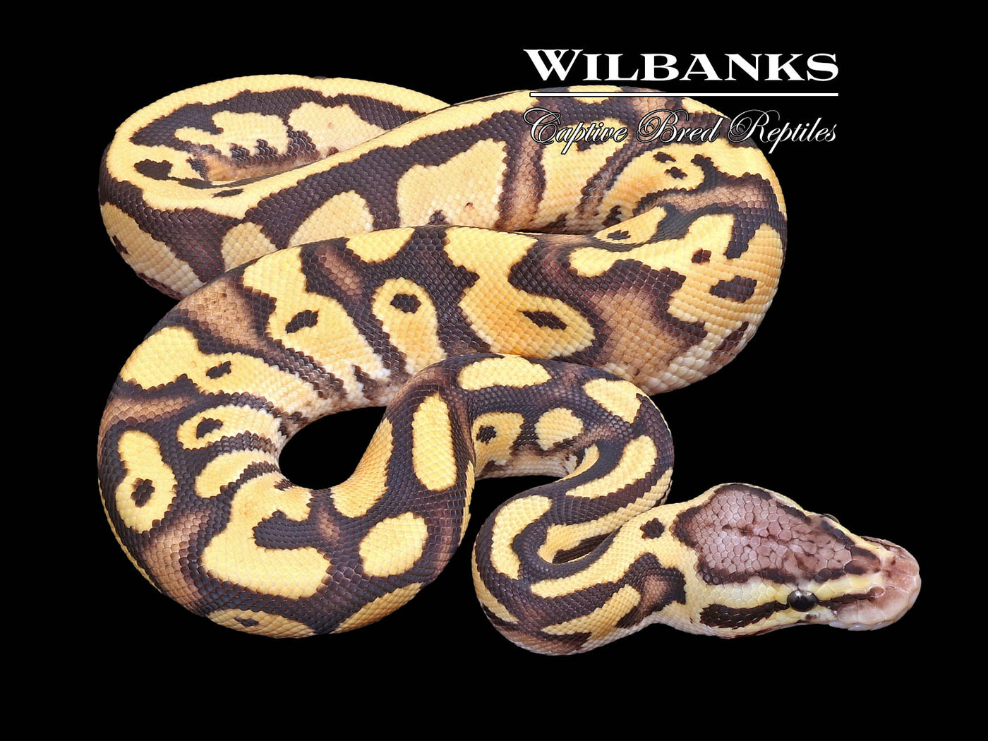 Orange Dream FireFly 100% Het Clown 50% PH Pied Ball Python ♂ '23