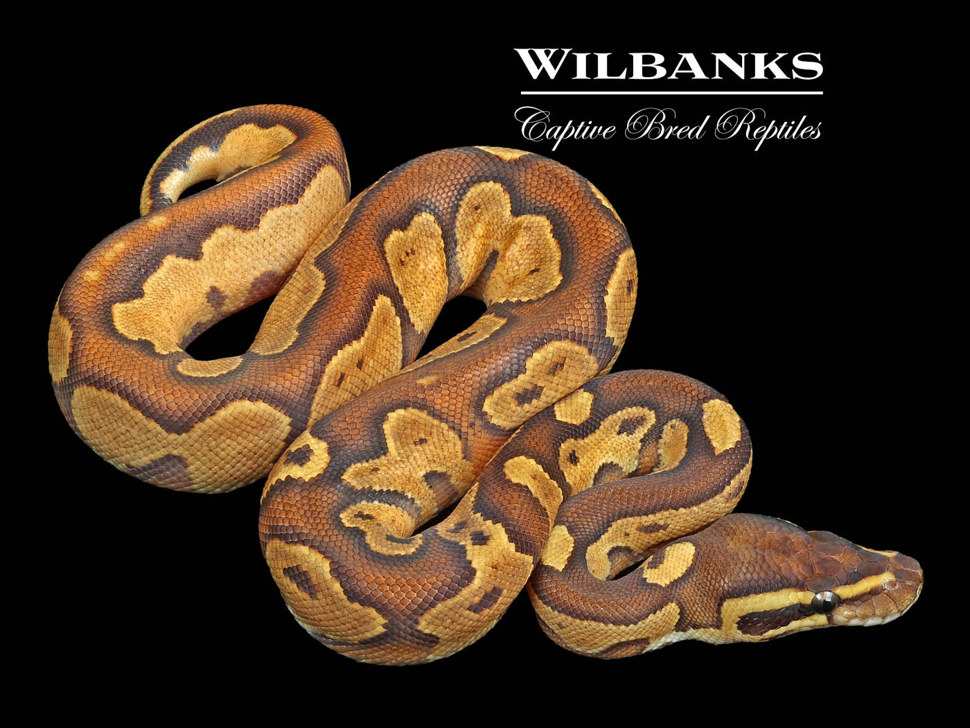 Blackhead Enchi Fire Ball Python ♀ '23