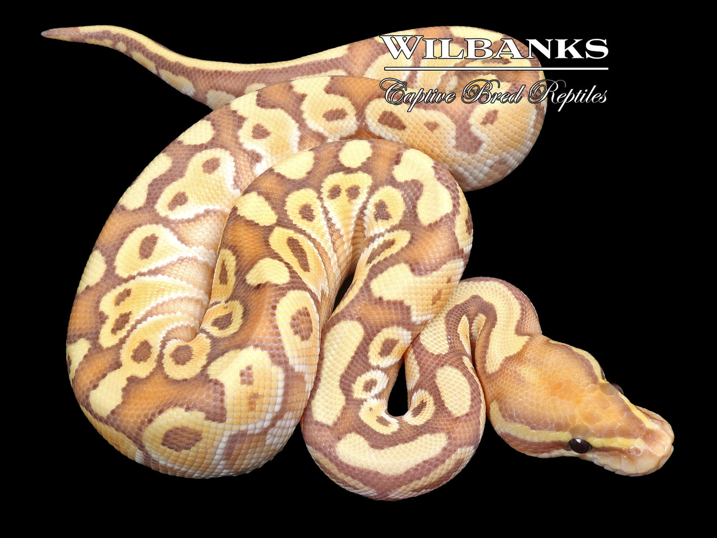 Banana Butter Ball Python ♂ '23