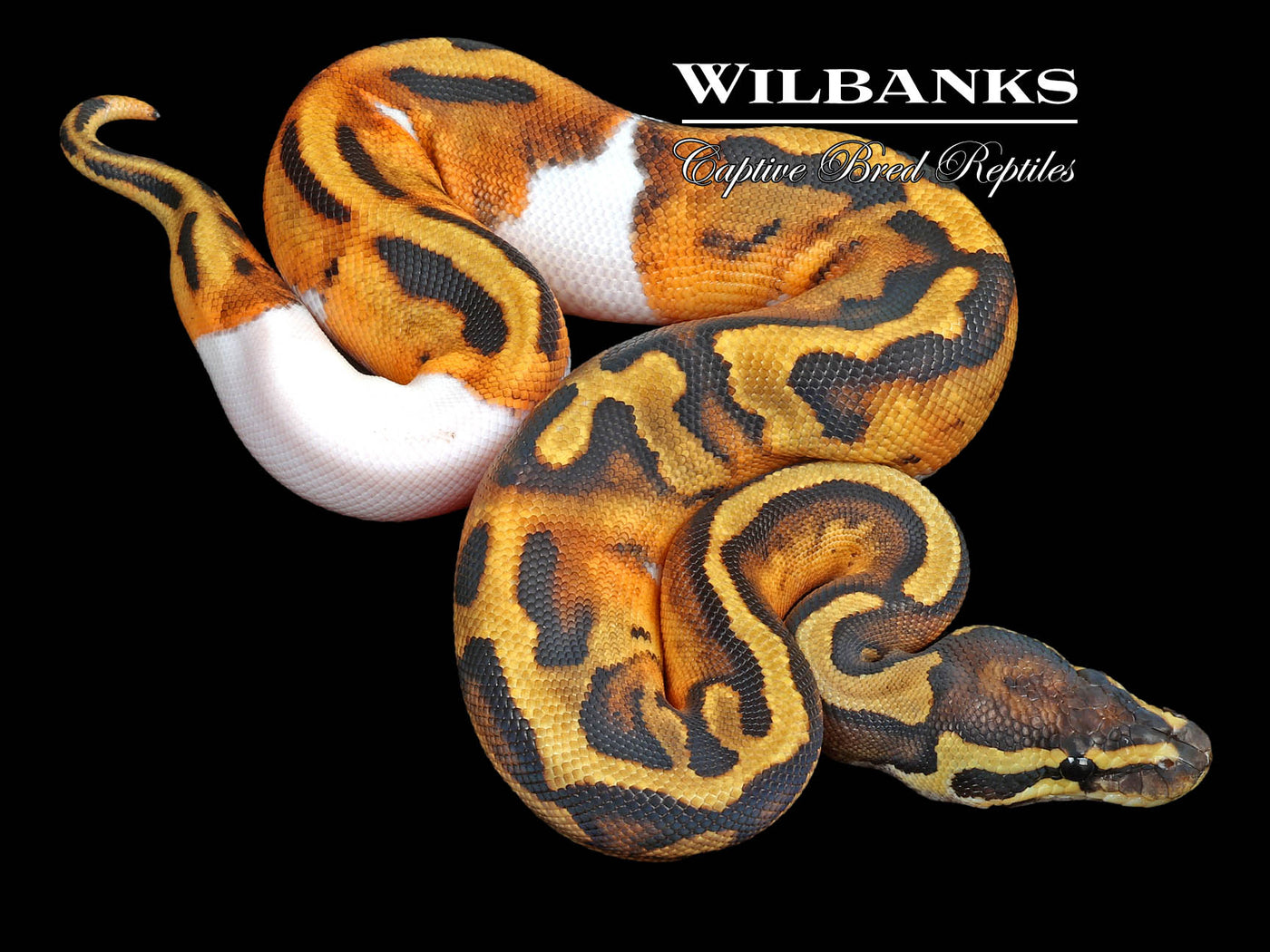 Pied 100% Het. Albino Ball Python ♀ '23