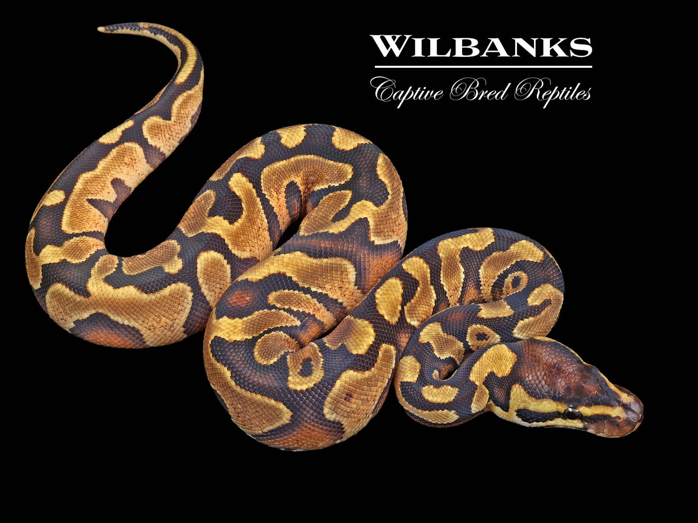 Enchi Yellow Belly Ball Python ♀ '23
