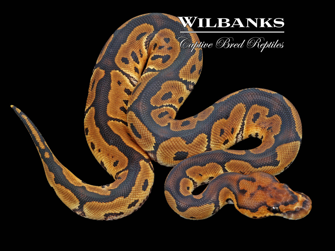 Clown 50% Poss. Het Pied Ball Python ♂ '23