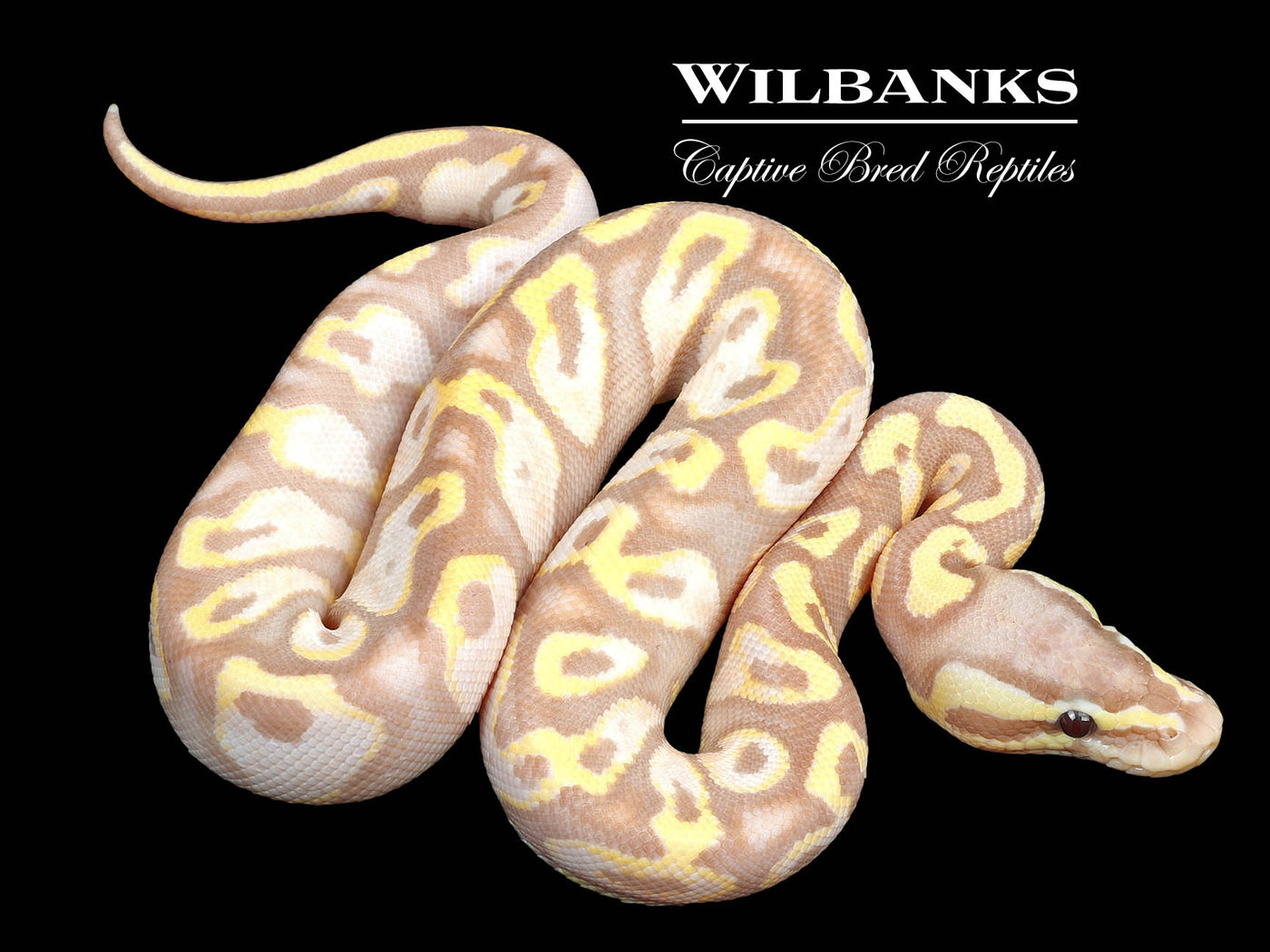 Banana Pastel Yellow Belly Ball Python ♂ '23