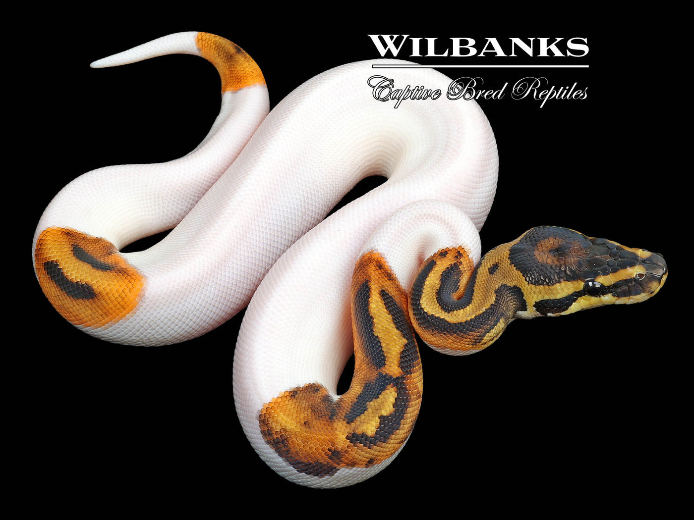 Pied Ball Python ♀ '23