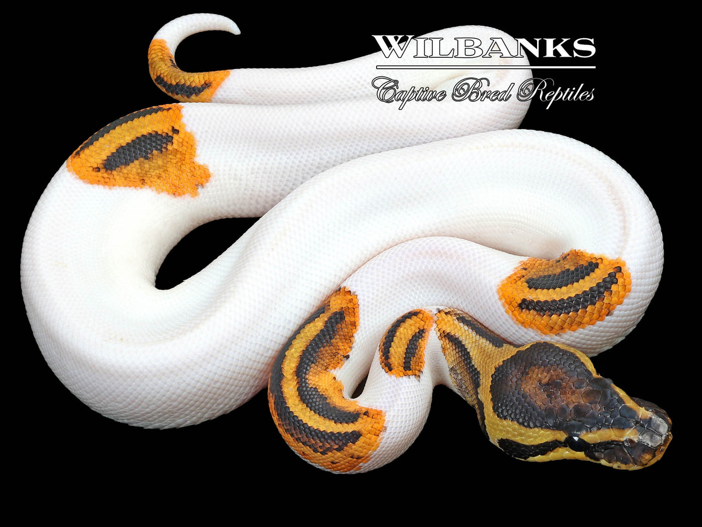 Yellow Belly Pied Ball Python ♀ '23