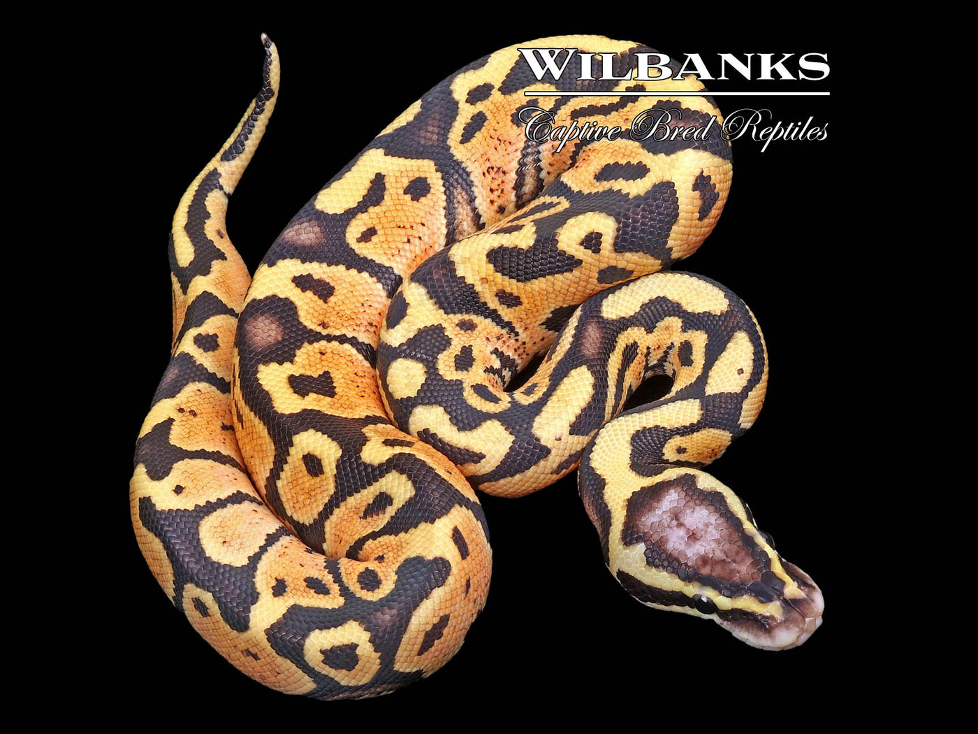 FireFly Ball Python ♂ '23
