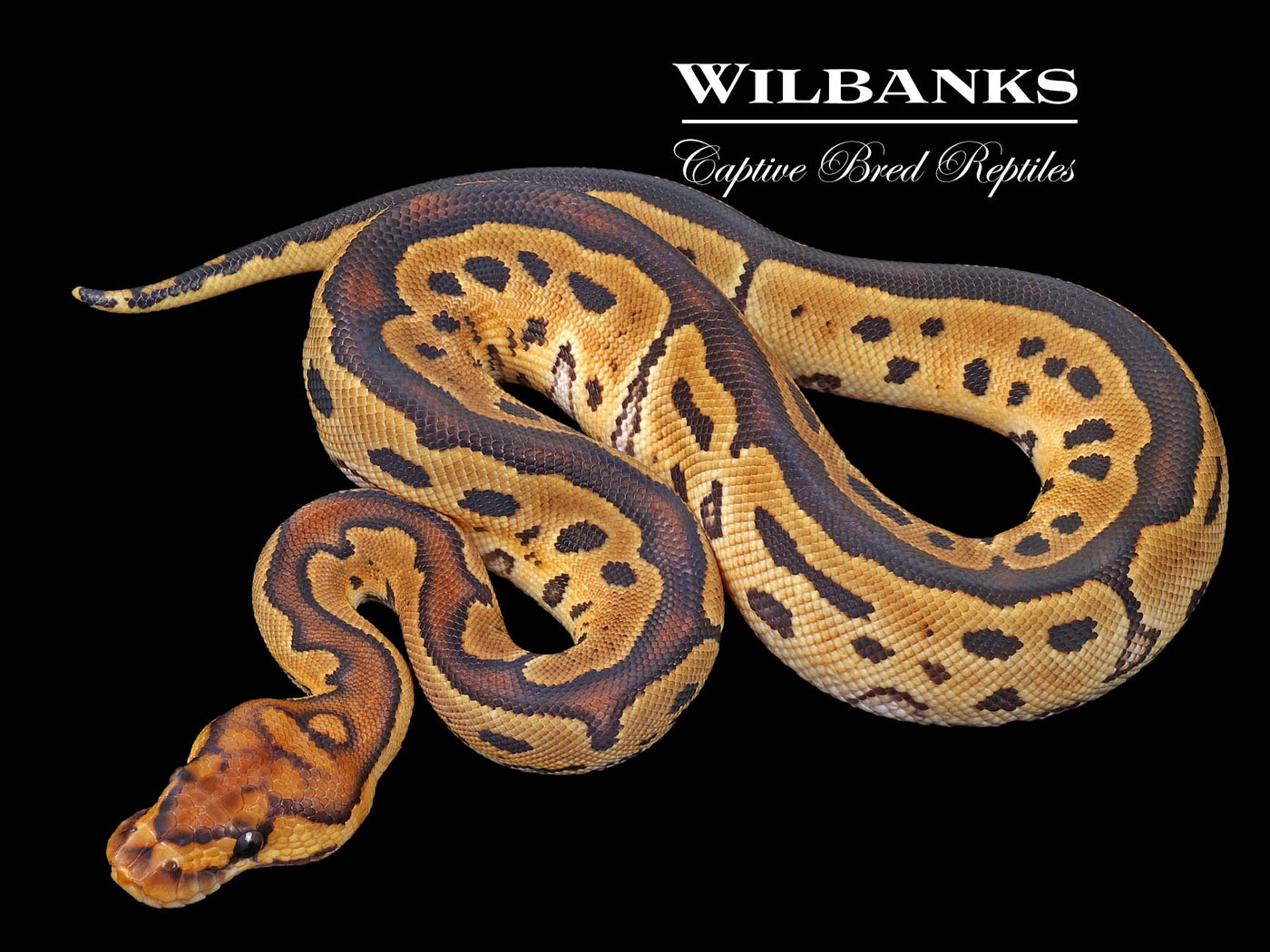 Clown Ball Python ♂ '23 Wilbanks Captive Bred Reptiles