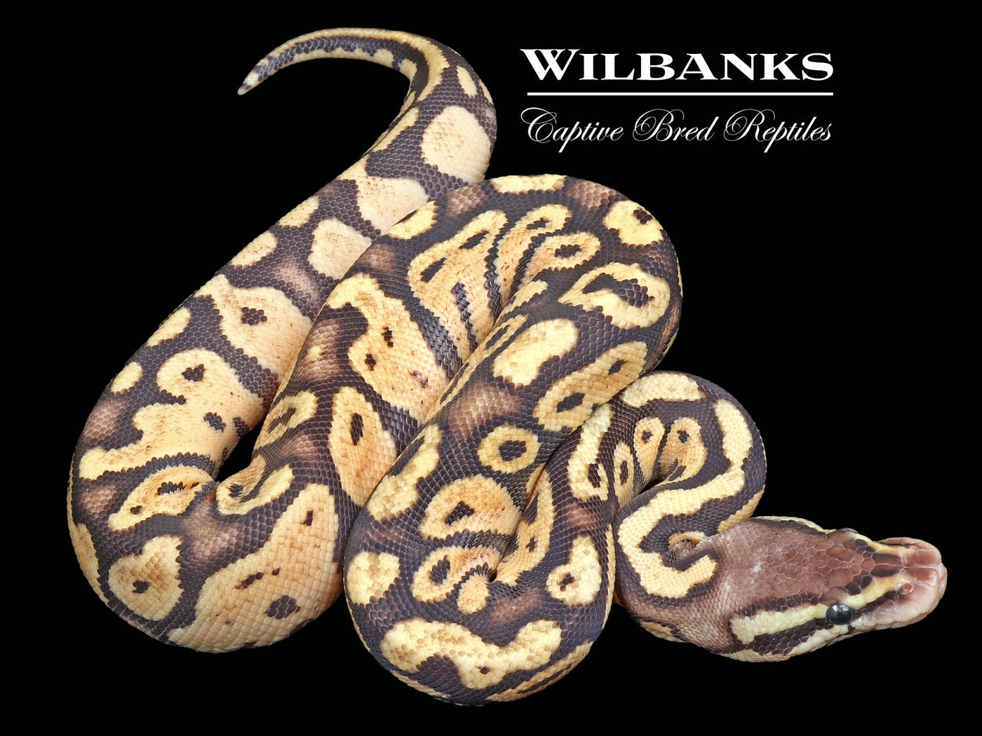 Firefly 100% Het. Ghost Ball Python ♀ '23