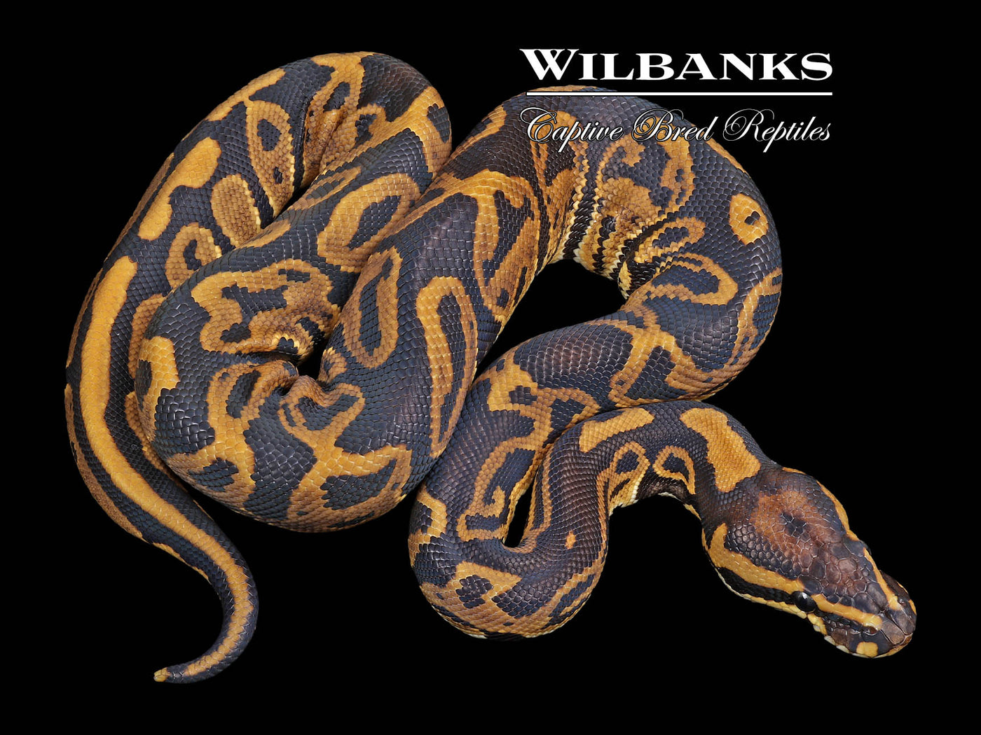 Leopard 100% Het. Lavender Albino 50% Poss Het. Axanthic (VPI) Ball Python ♂ '23