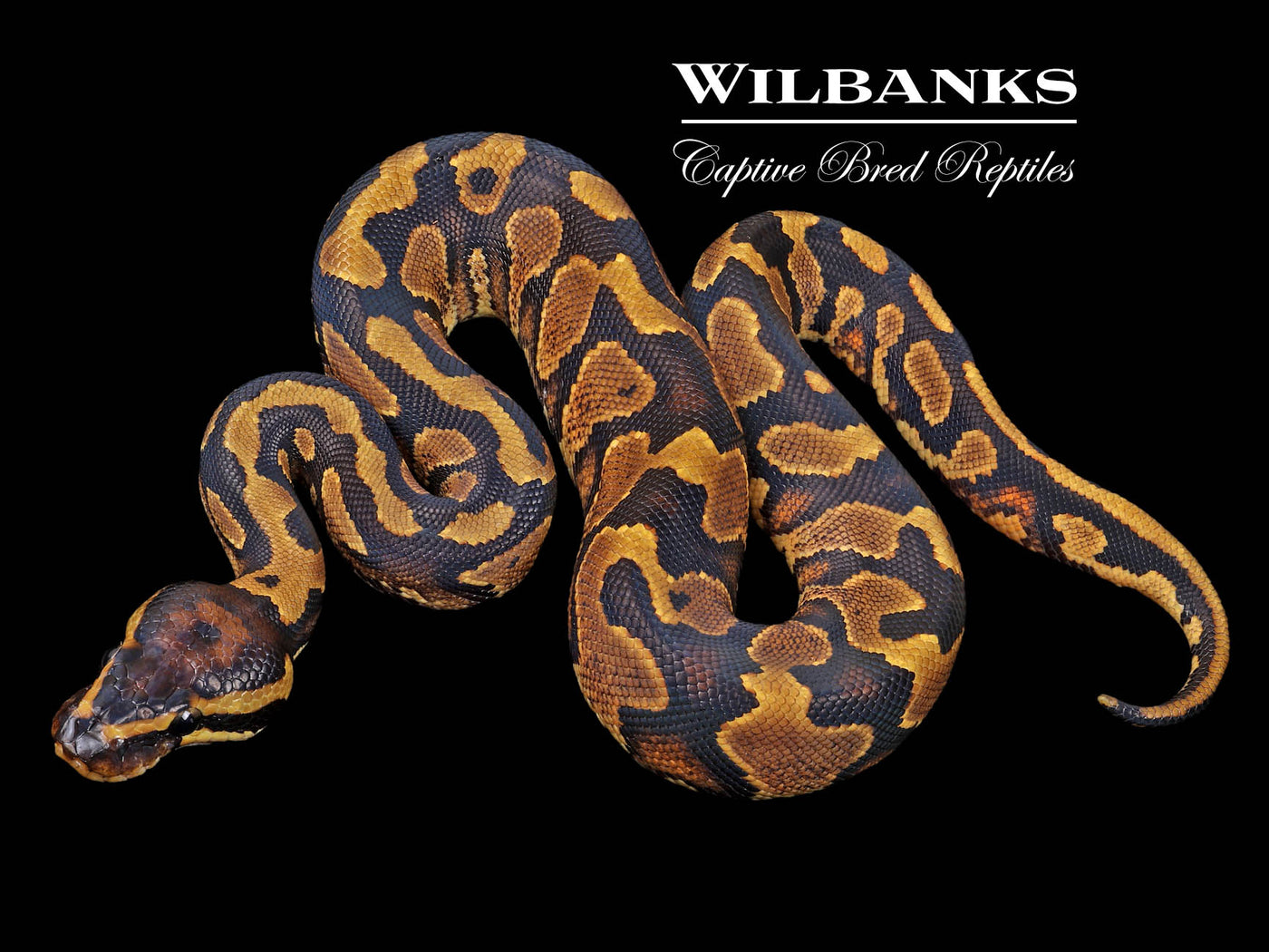 Yellow Belly 100% Het. Pied Ball Python ♀ '23