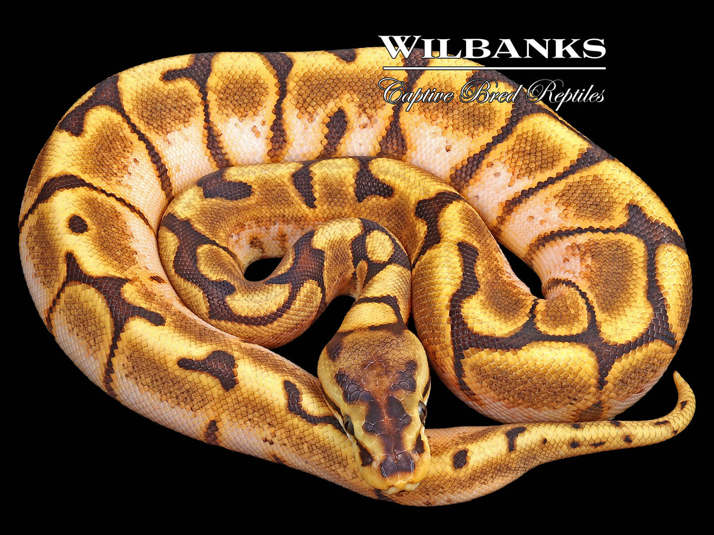 Stinger Bee Yellow Belly Ball Python ♀ '23
