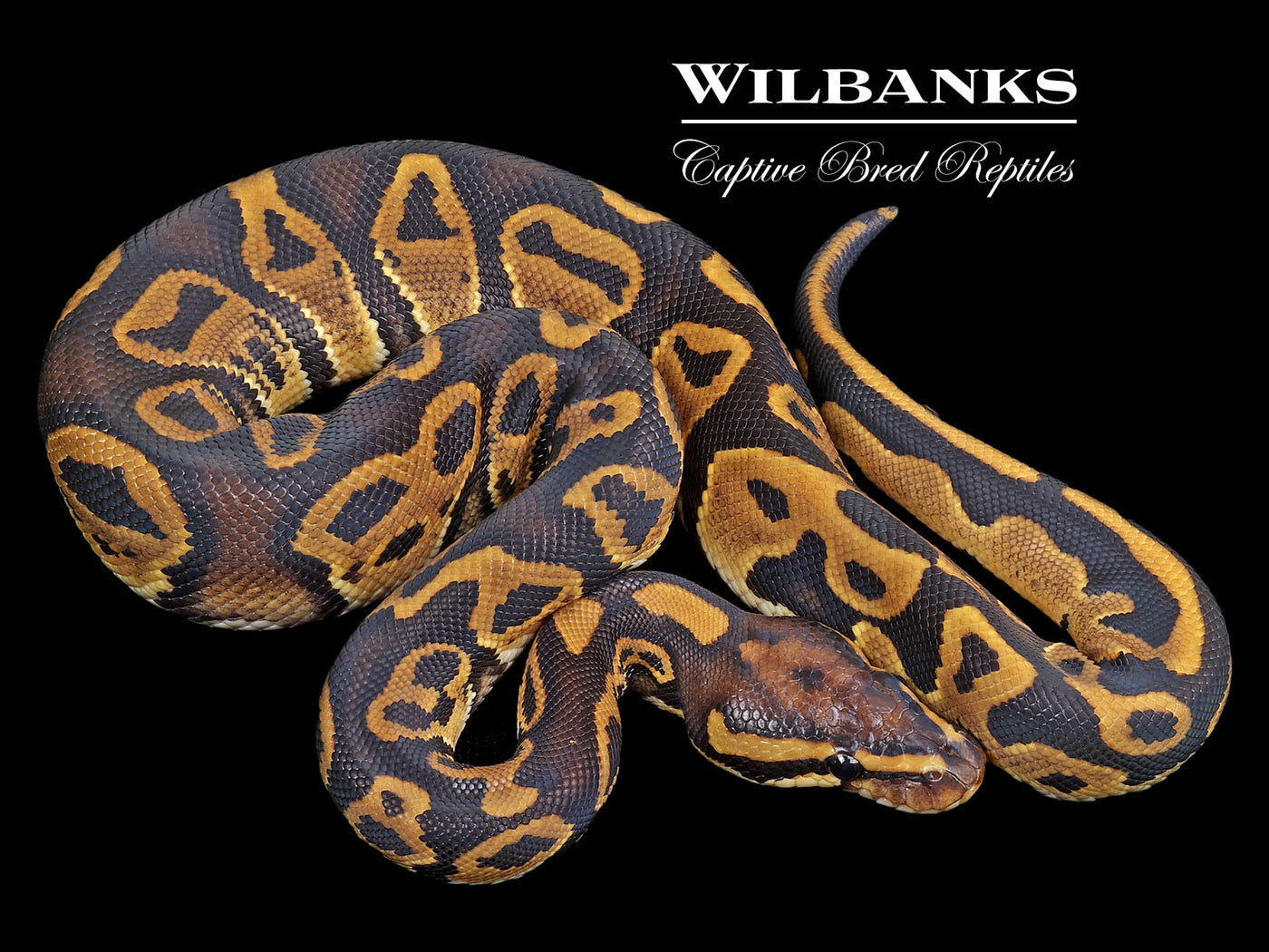 Leopard 100% Het. Lavender Albino 50% Poss Het. Axanthic (VPI) Ball Python ♂ '24
