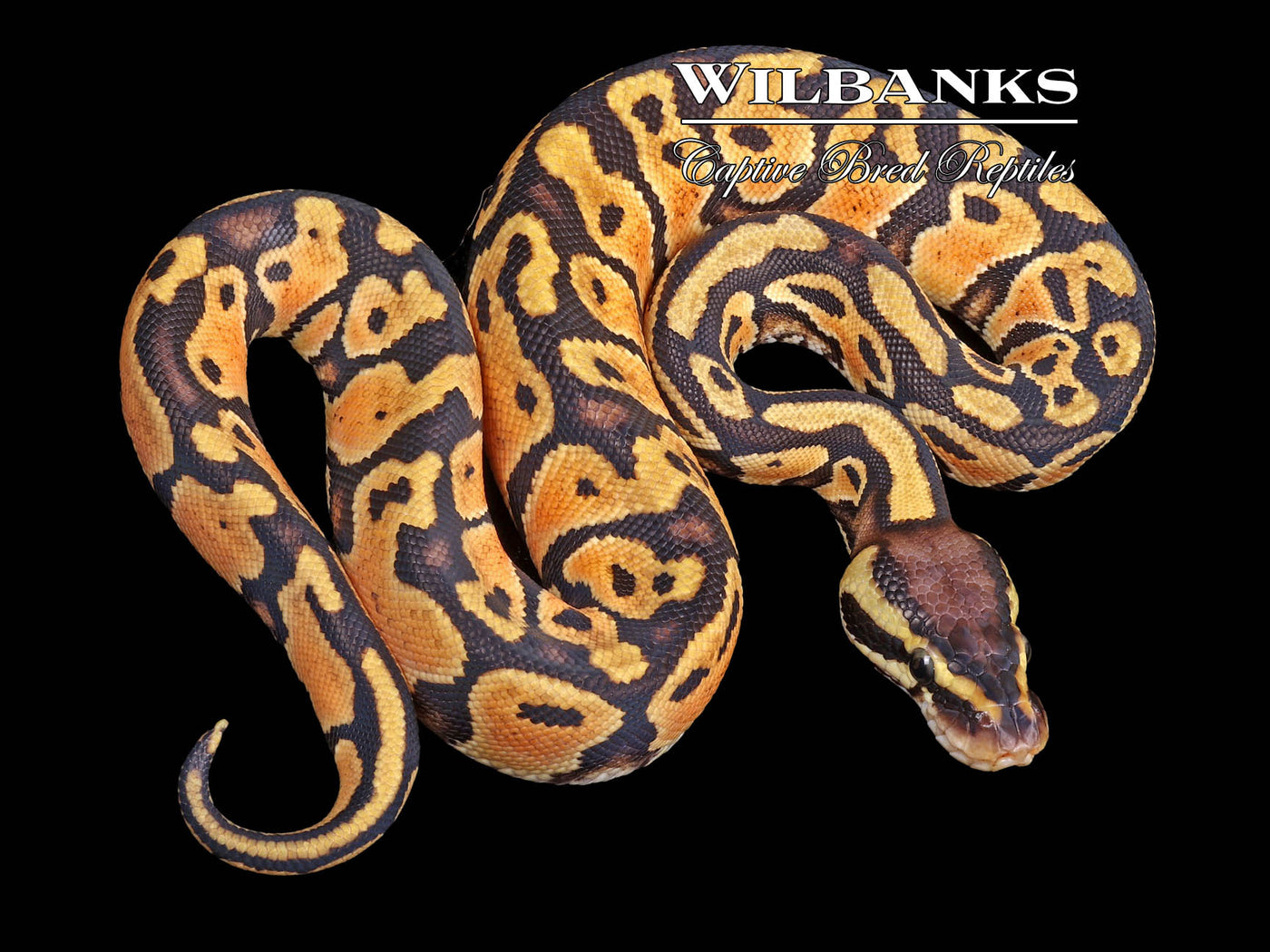 Pastel Yellow Belly or Asphalt Ball Python ♀ '23