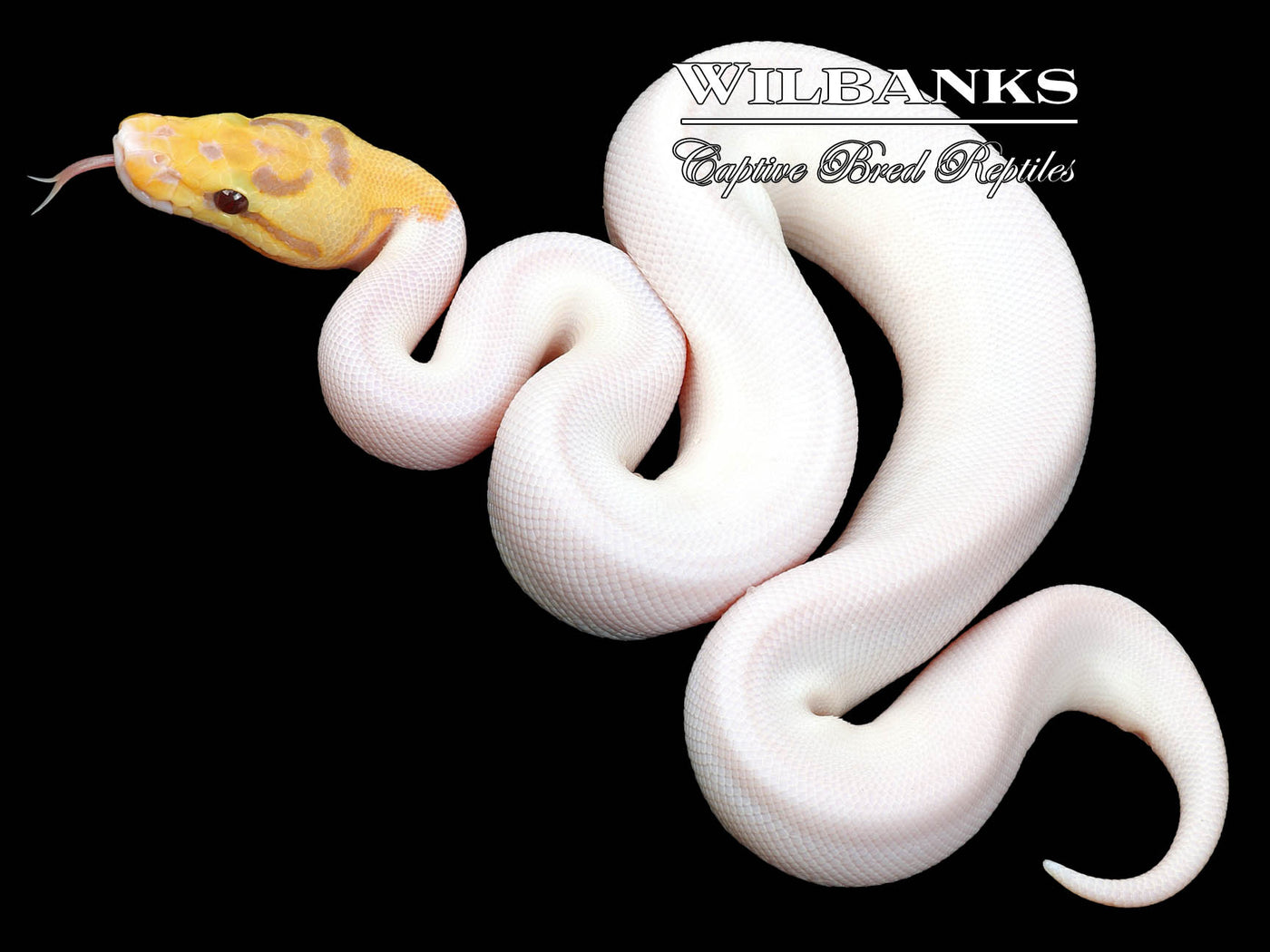Banana Spied Ball Python ♂ '23