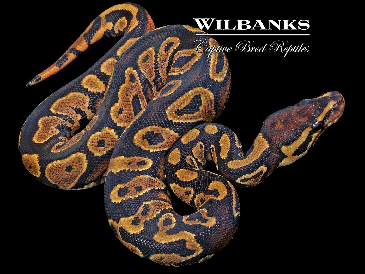 Yellow Belly 100% Het. Pied Ball Python ♀ '23