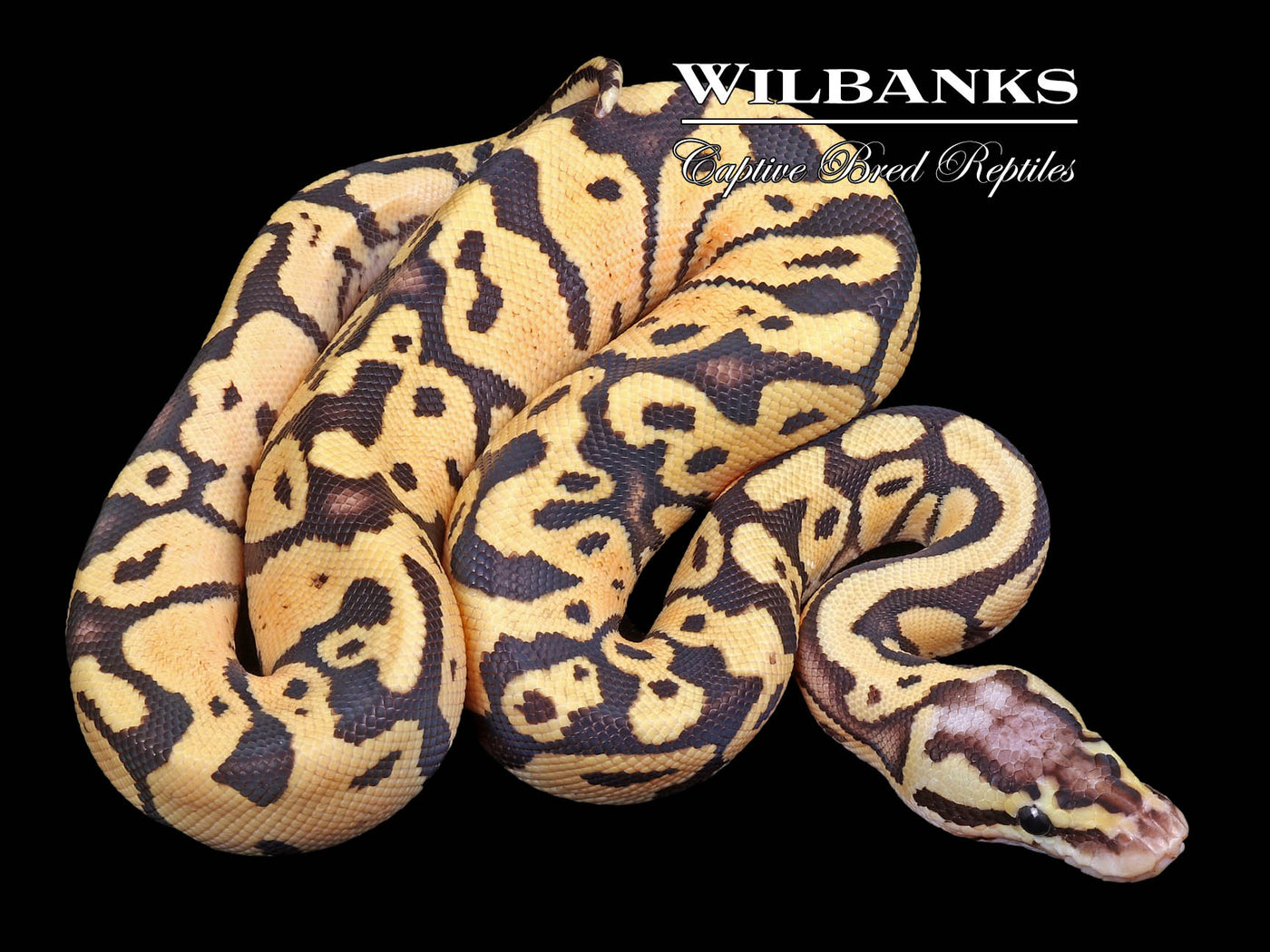 Firefly Cinnamon Ball Python Enchi Firefly Ball Python