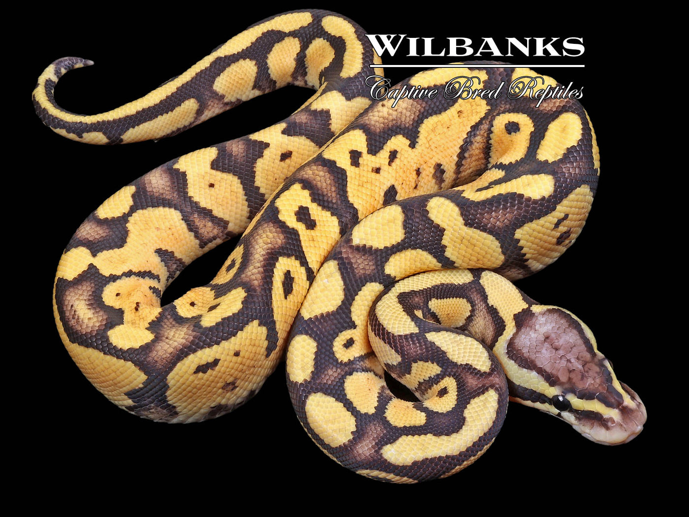 Firefly 100% Het. Ghost Ball Python ♂ '23