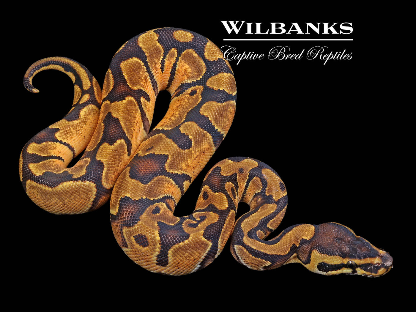 Enchi 100% Het. Pied Ball Python ♀ '23