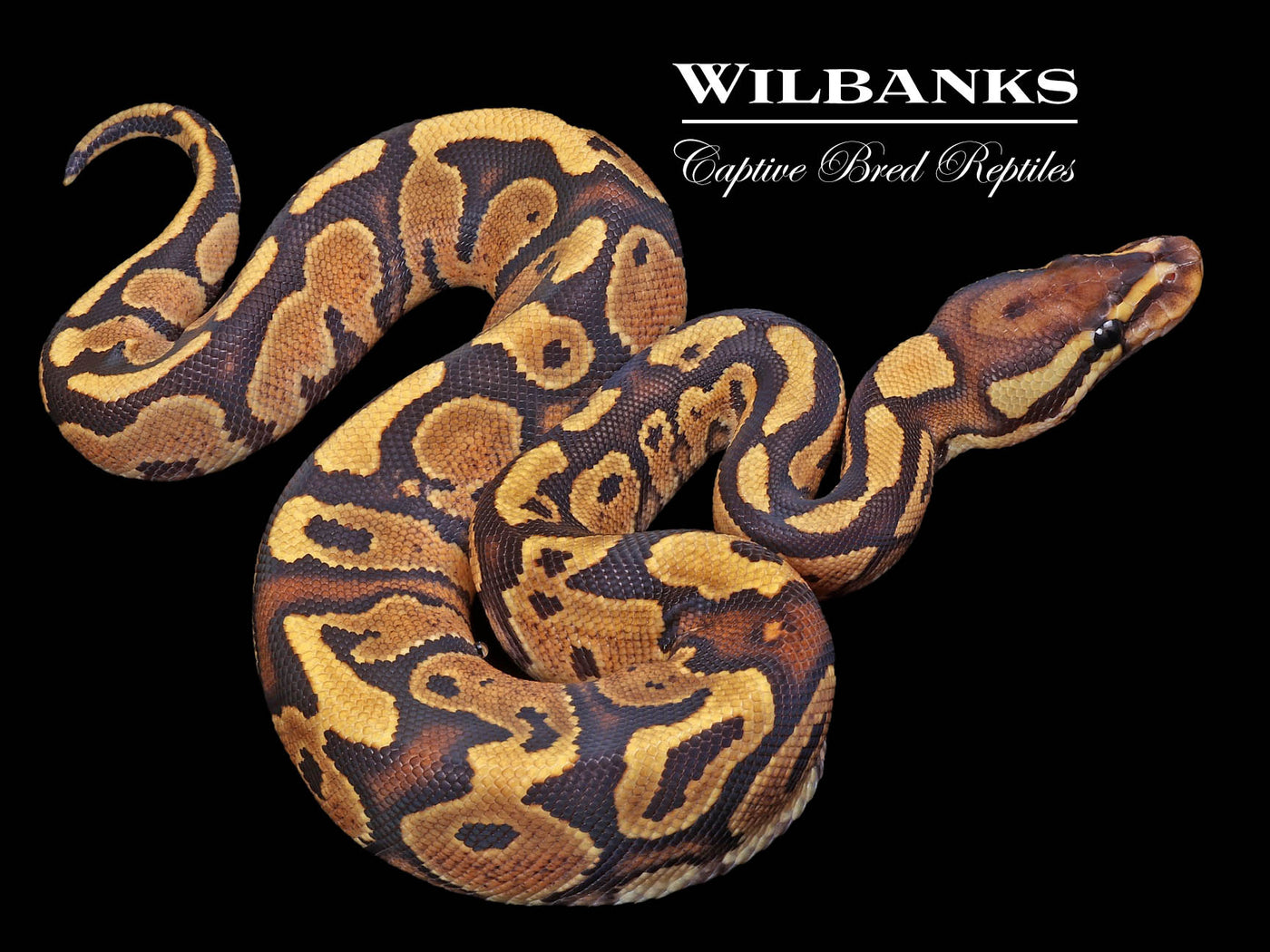 Fire 100% Het. Ghost Ball Python ♀ '23