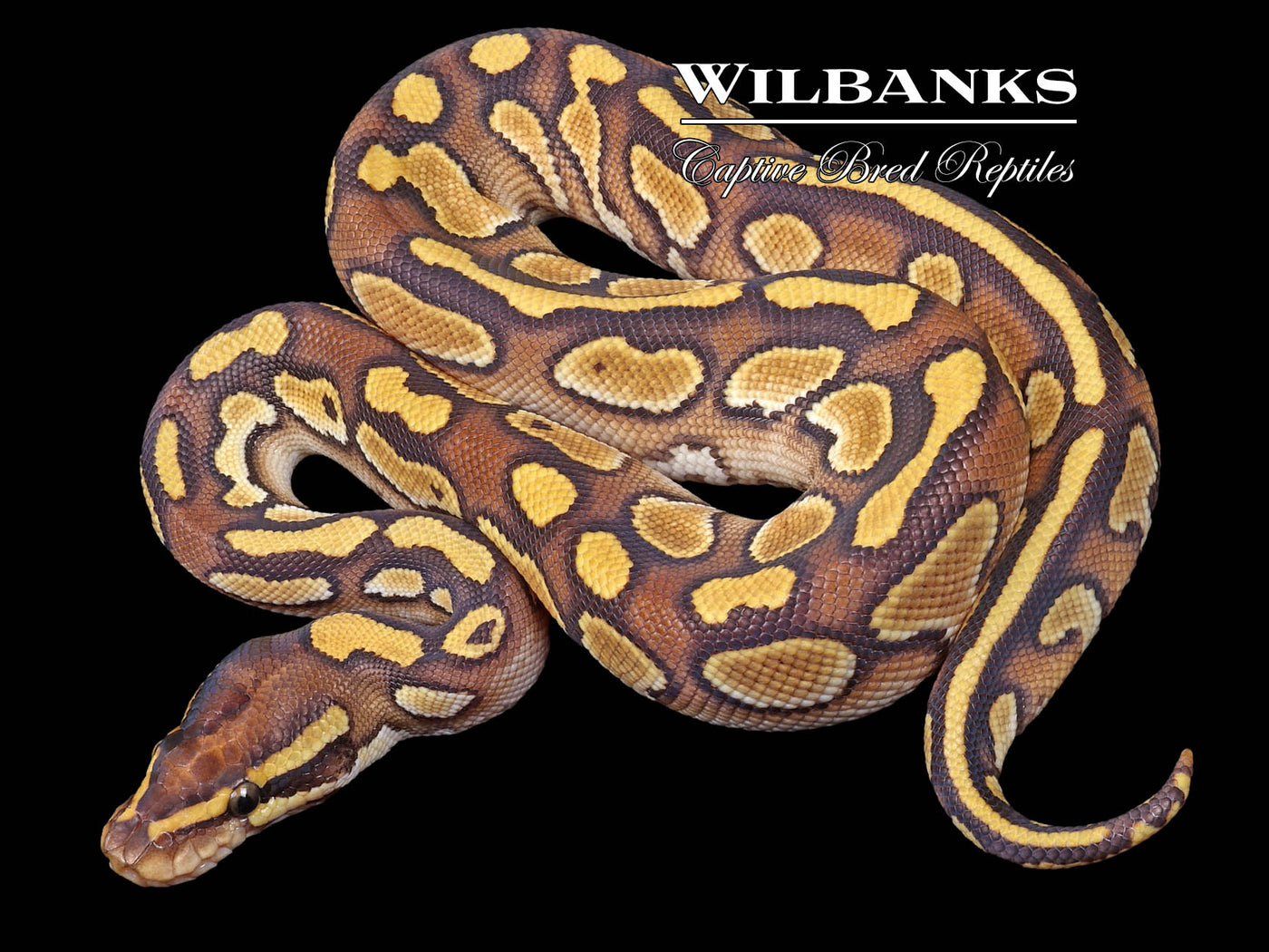 Butter Yellow Belly Ball Python ♂ '23